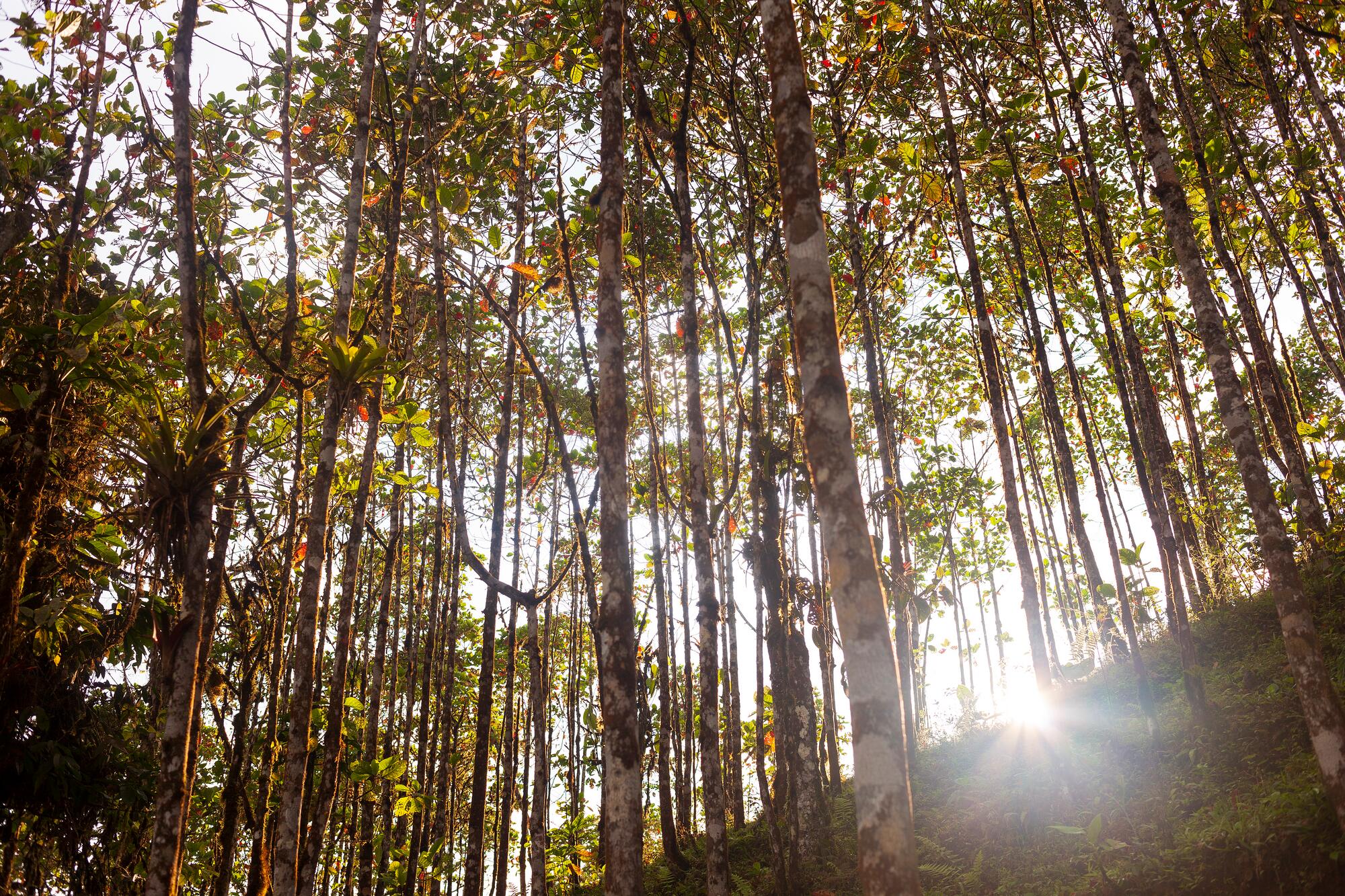 <span class="ezstring-field">kl_quinine_active-ingredient_field_plant_2020 -8- 367x460</span>